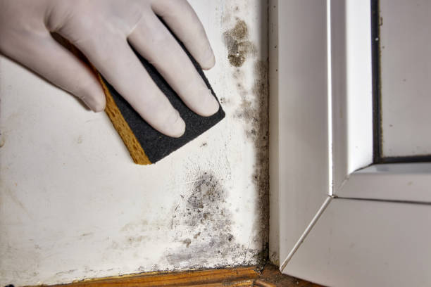 Best Mold Prevention Services  in Oxoboxo River, CT